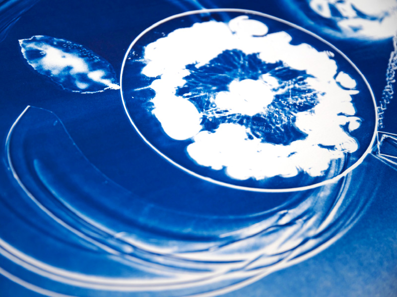 A blue and white "cyanotype" photo